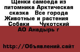 Щенки самоеда из питомника Арктическая сказка - Все города Животные и растения » Собаки   . Чукотский АО,Анадырь г.